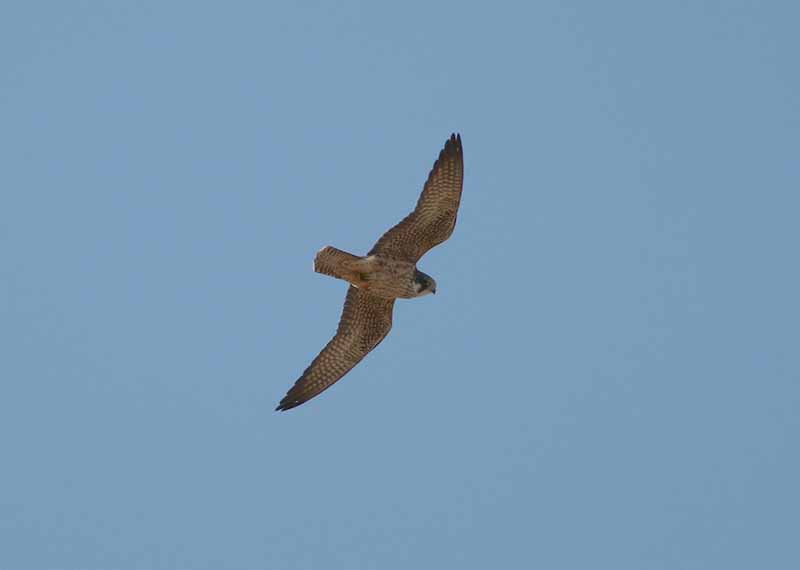 Peregrine Falcon
